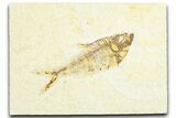Fossil Fish (Diplomystus) - Wyoming #360742-1
